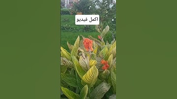 تلاوة خاشعة جدا من فضيلة الشيخ خالد جليل #اكسبلور #المصحف #دويتو #خيل #تيك_توك #في #ترند_تيك_توك