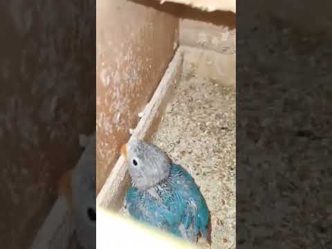 اغاني موسيقى جديد اكسبلور