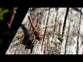 Common Darter Dragonfly (Sympetrum striolatum)