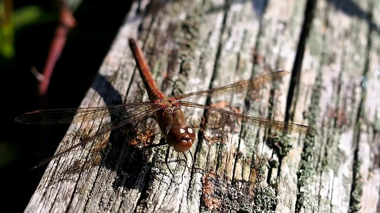 Common Darter Dragonfly (Sympetrum striolatum)