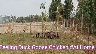 Feeling Duck Goose chicken #at Home -A Lot Duck Goose Chicken #goose Duck chicken -A #