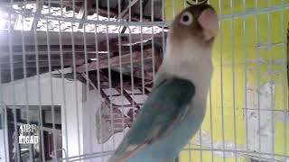 MEMIKAT LOVEBIRD PAUD BALIBU NGETIK, LOVEBIRD JADI NGEKEK PANJANG