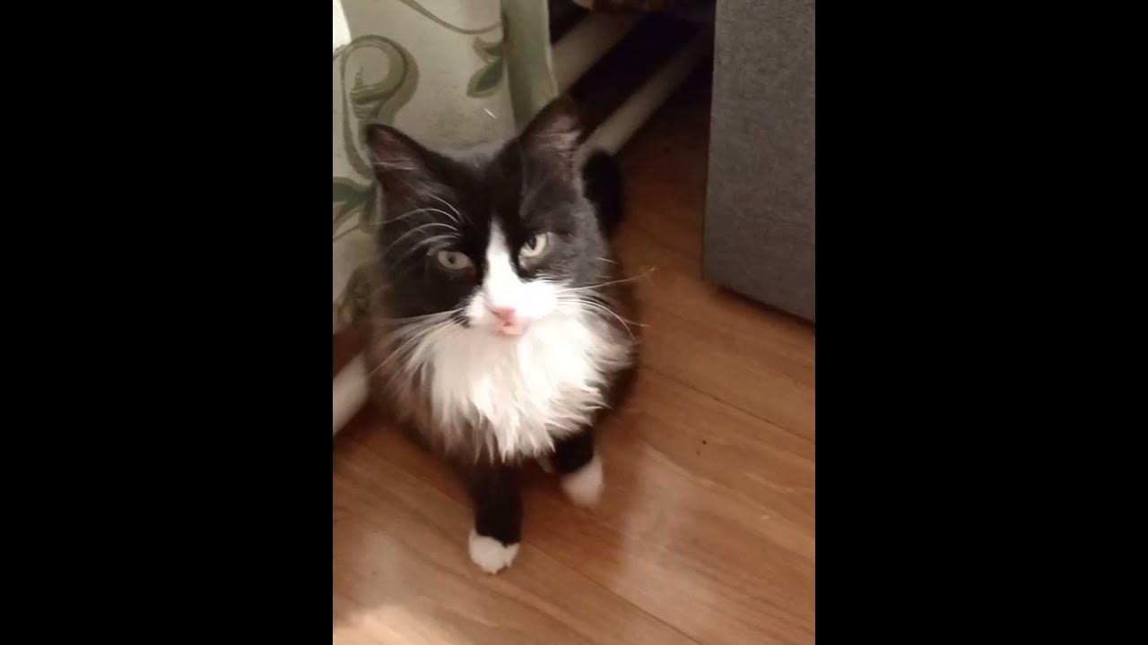 мой мем #music #dancecat #meme мем называется /кхъ кхъ меня жмыхнуло ...