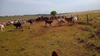 Bezerro Veaico Caiu na Corda (Laçando para curar)