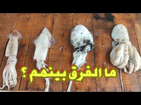 هذا هو الفرق بين القرنيط و السيبيا و الكلامار و الباسمان فرجة لعشاق السمك و الرخويات في الجزائر
