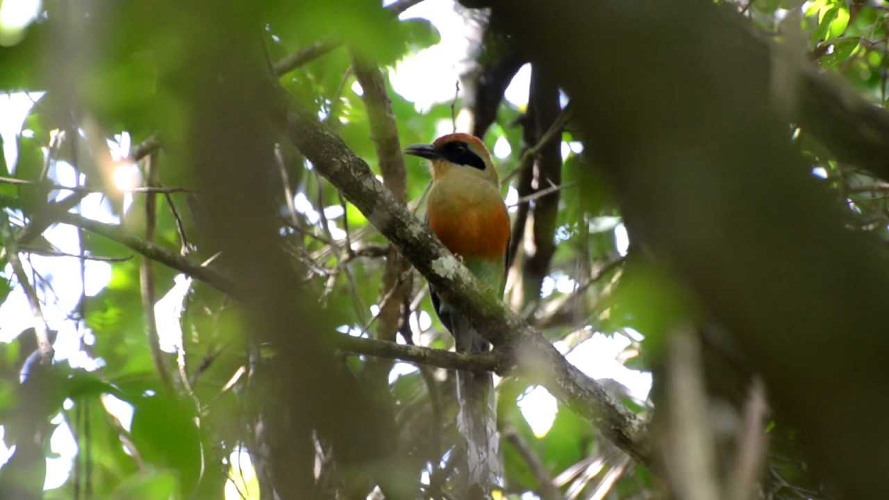 Rufous-Capped Motmot, Baryphthengus ruficapillus 