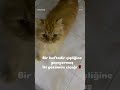 #cat #cat #catvideos  #cat #kedi #catvideos #reels #cat #catvideos #keşfet #reels #cat #funny