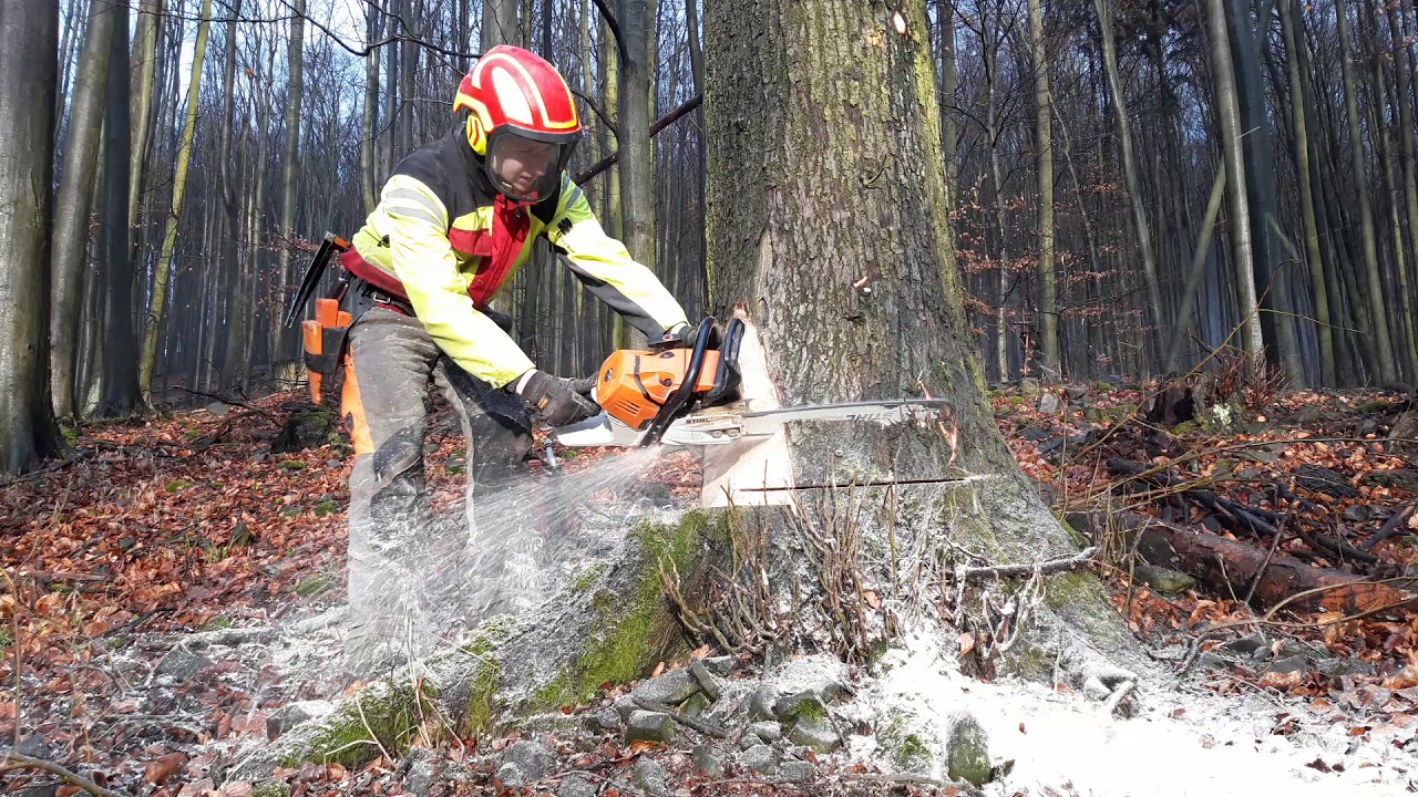 Tree felling 🌳 ms 500i - YouTube