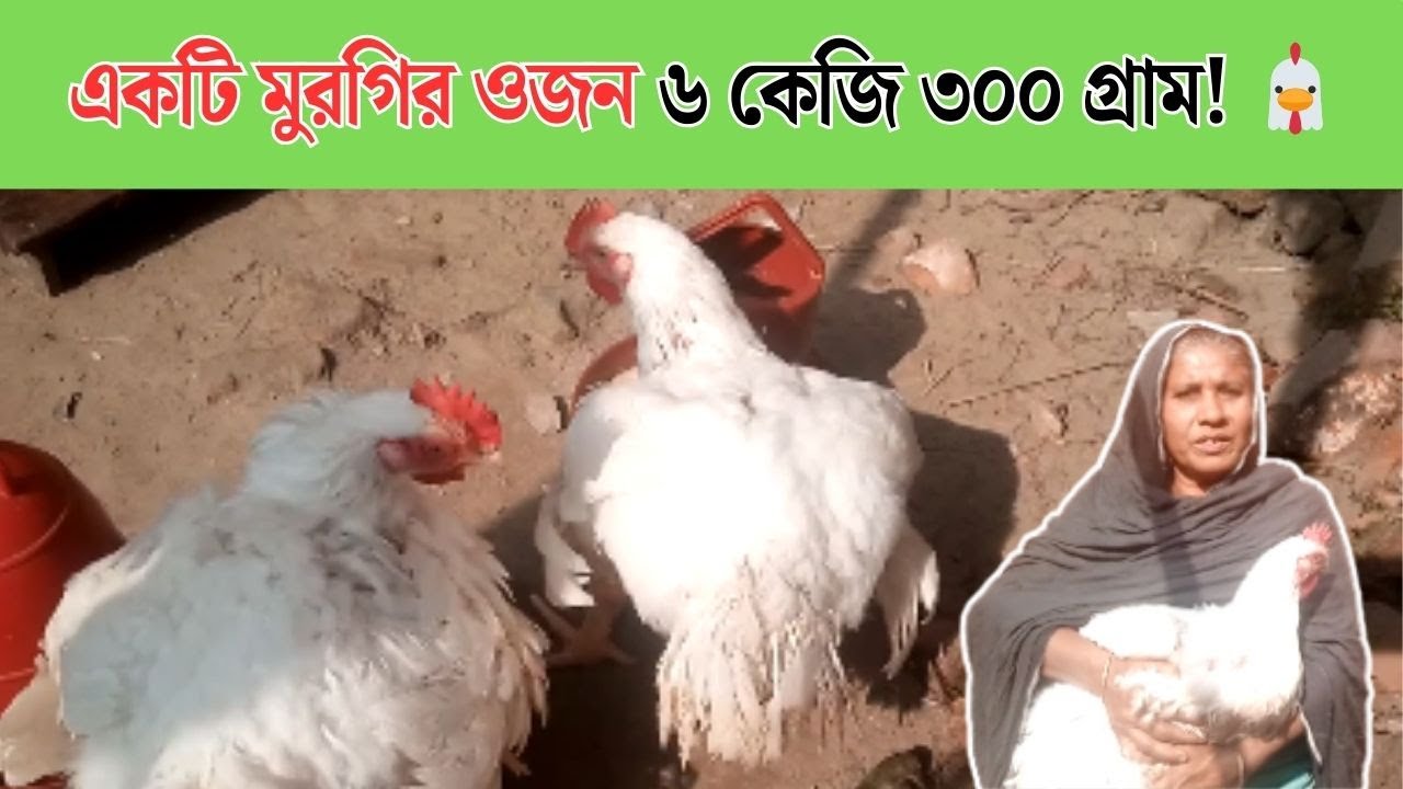 অবাক করা কাণ্ড! একটি ব্রয়লার মুরগির ওজন ৬ কেজি ৩০০ গ্রাম! 🐔 | নারী উদ্যোক্তার অবিশ্বাস্য সাফল্য