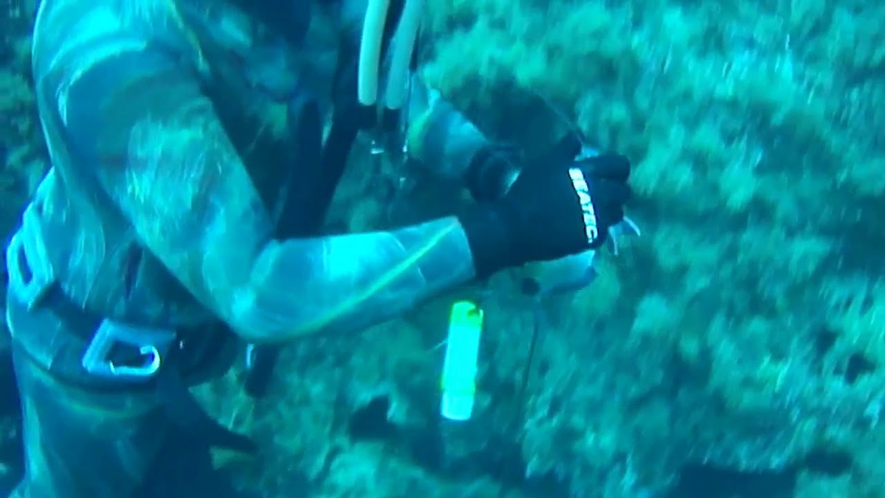 Spearfishing for Sargos with Dave Pearce