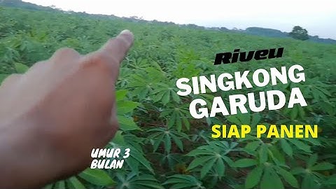 Singkong Garuda, Umur 3 bulan sangat luar biasa