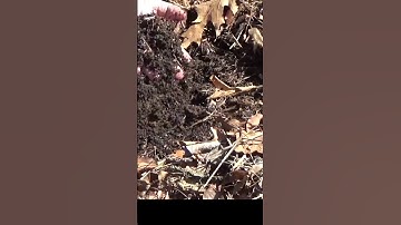 What a year old bale does to your soil in the deep mulch garden #shorts #garden #mulch