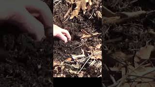 What a year old bale does to your soil in the deep mulch garden #shorts #garden #mulch