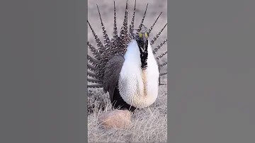 Have you ever heard a bird like this before?