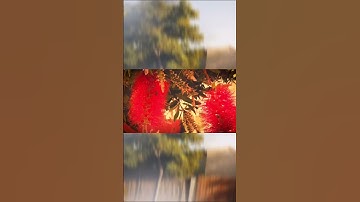 [Music Vignettes] I Wish I Knew