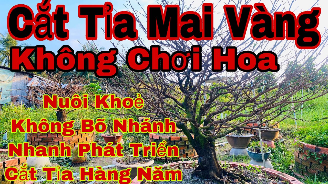 chăm sóc mai vàng trước và sau khi chơi tết