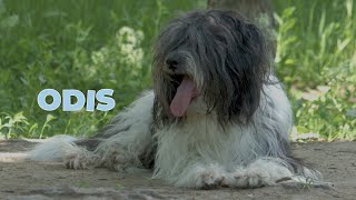 Odis - Unique Dog Breed From Odessa