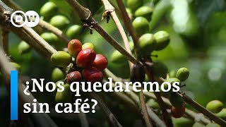 El cambio climático ¿nos obligará a renunciar al café?