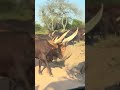 Murchison Falls National Park Safari / Gorilla Tours / Road trip Africa, Uganda