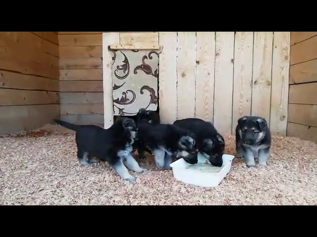 щенки из первого помета