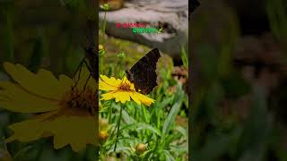 Mother Earth #shortsvideo #naturelovers