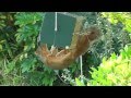Squirrel stopped by the RollerFeeder