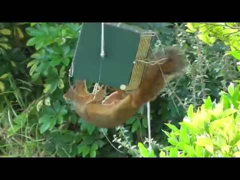 Thumbnail for Squirrel stopped by the RollerFeeder