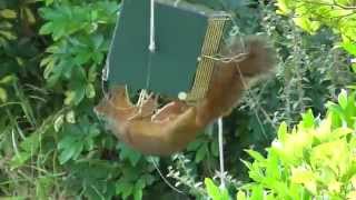 Squirrel stopped by the RollerFeeder