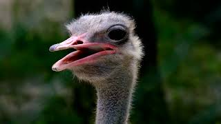 Ostrich Big Eyes