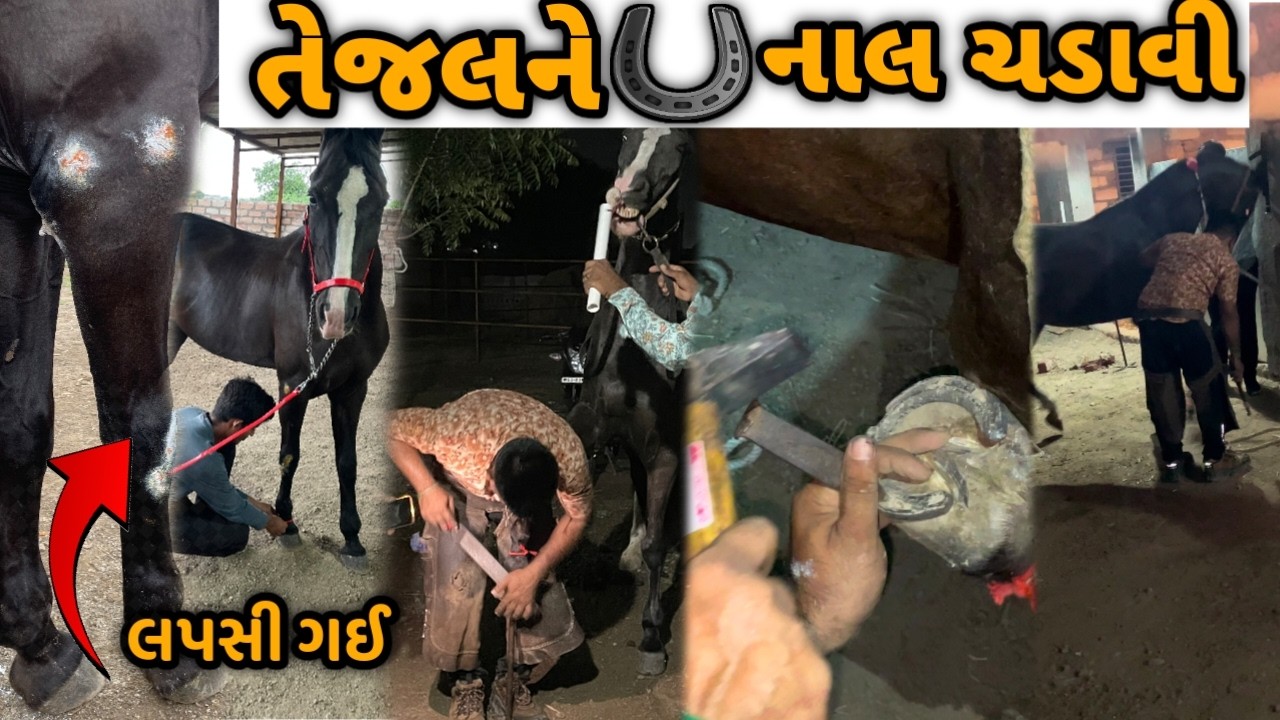 તેજલને માંડ - માંડ નાલ ચડાવી | તેજલ લપસી ગઈ 😨 | બધી ઘોડીને નજર લાગી ગઈ | HORSE VLOG.