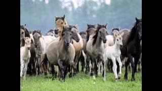 Country Koos - Lucille