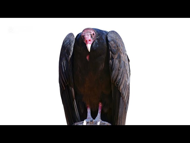 Watch Ranico 197, Alex Mobsta - Johncrow Feather (Audio) on YouTube Watch Ranico 197, Alex Mobsta - Johncrow Feather (Audio) on YouTube