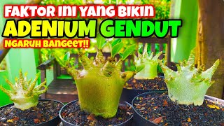 TERNYATA INILAH!! Cara Agar Bibit Adenium Cepat Besar dan Gendut.