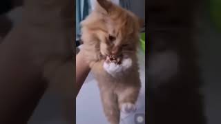 Angy Kitty Drops his Toy (Original)