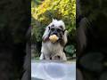 😱😱😱😱😱 Menyeramkan tapi sahabat petani #animals #videoshort #viralvideo #sekitaranfakta #primata