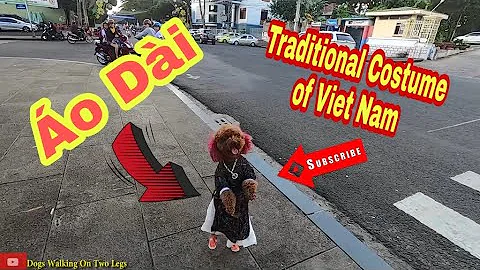 Dogs walking on two legs I Poodle dog wearing Ao Dai