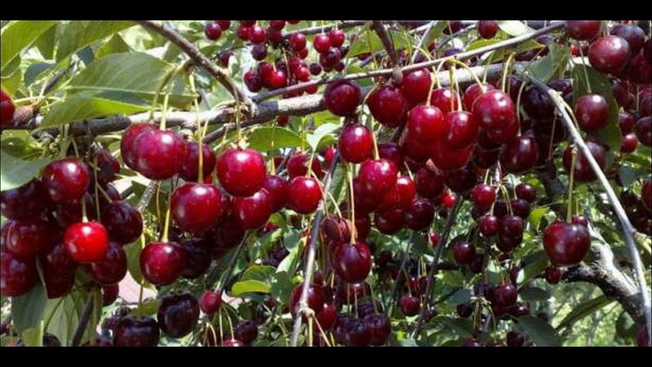 Однолетний саженец вишни. Вишня норд стар. Черешня ревна дерево. Какие сорта лучше сажать вишню. Дюк чудо вишня описание.