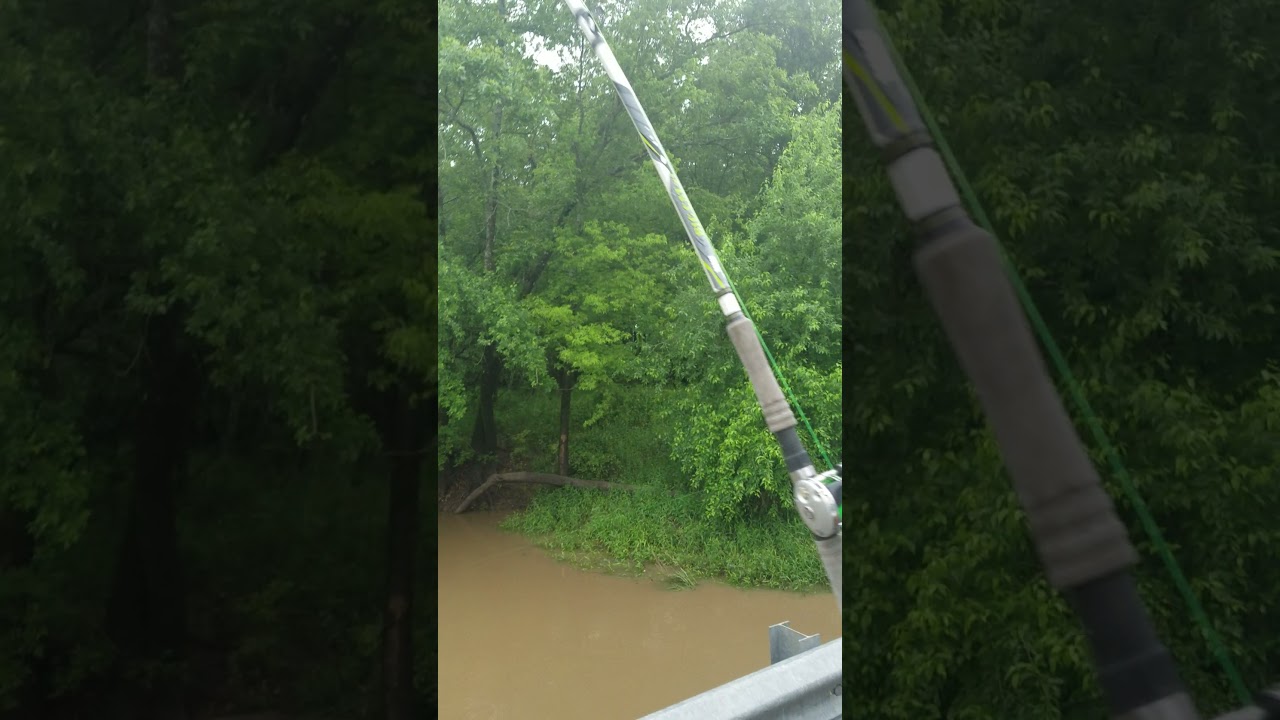 $20 Zebco BigCat XT Heavy Action flexing hard with a 19.5 pound blue on the other end