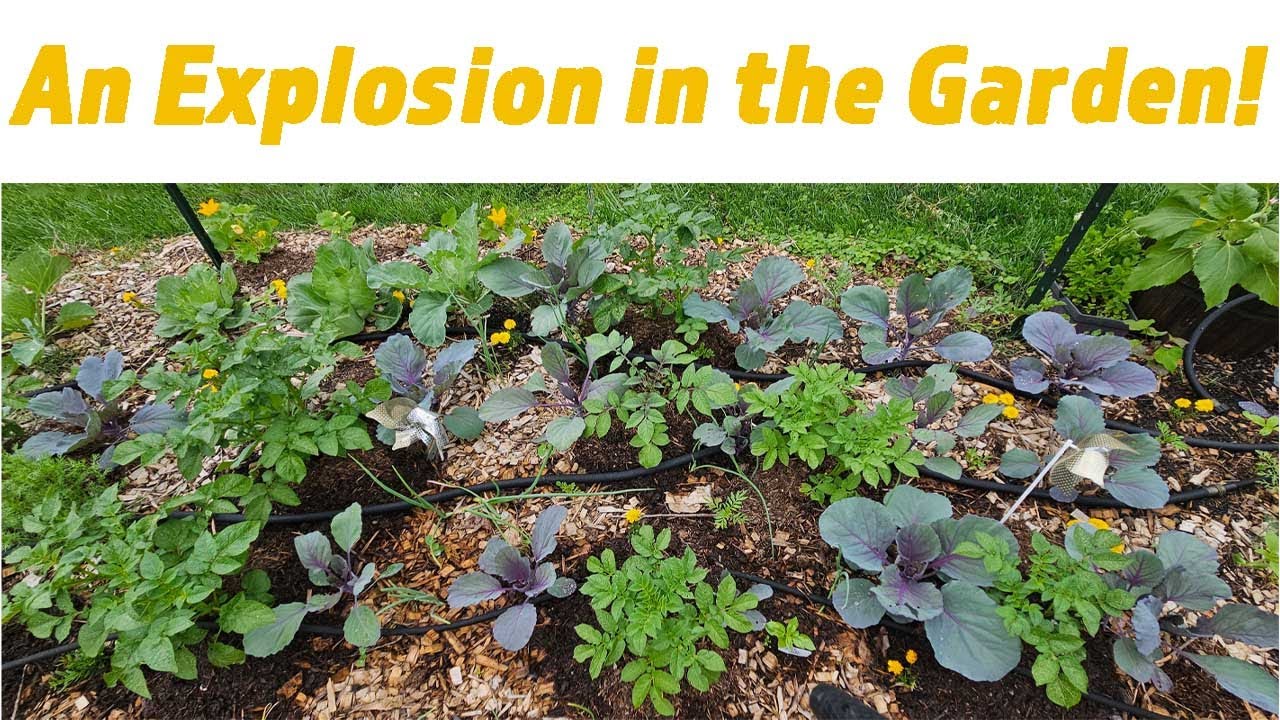 An explosion in the garden - YouTube