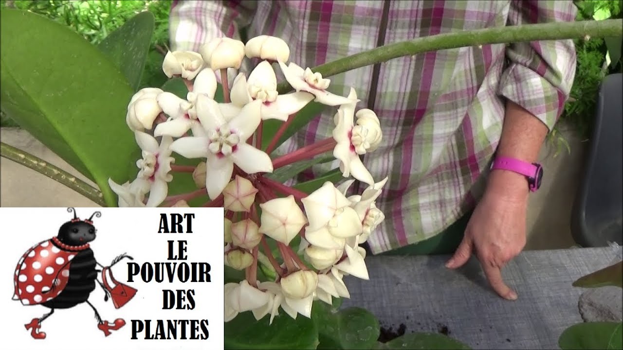 Conseils jardinage: bouture d'Hoya australis: Plante verte, plantes d'intérieur