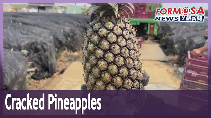 Pineapple prices collapse as wild weather causes fruits to crack - DayDayNews
