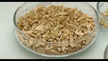 20/20 Seed Labs Inc - Introduction