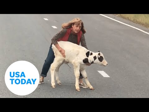 Calf saved by motorists after falling out of moving trailer on highway | USA TODAY