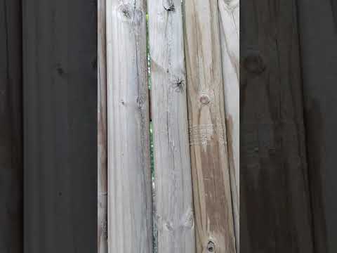 Sizeable Wolf Spider at Binder Park Zoo!