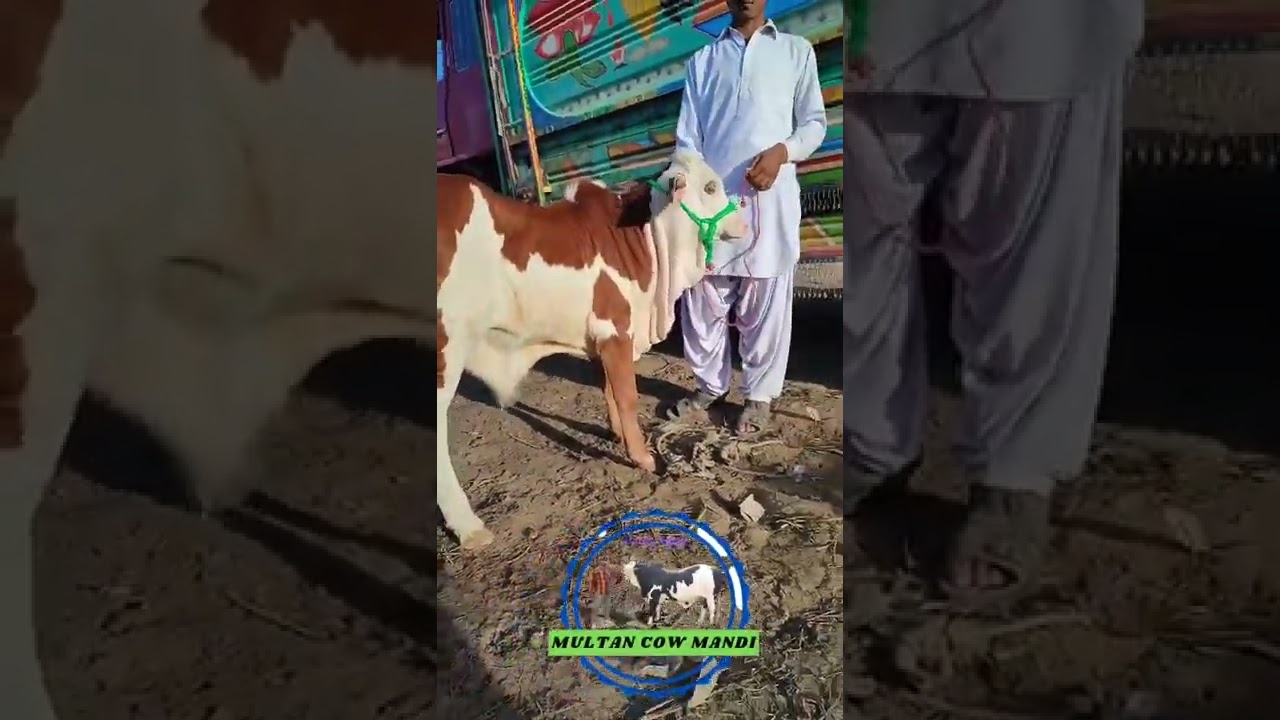 Pure Cholistani Calf | Beauty | Cow With Baby | 