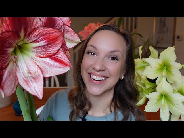 My Amaryllis Addiction Grows & I Need Your Help! // Northlawn Flower Farm class=