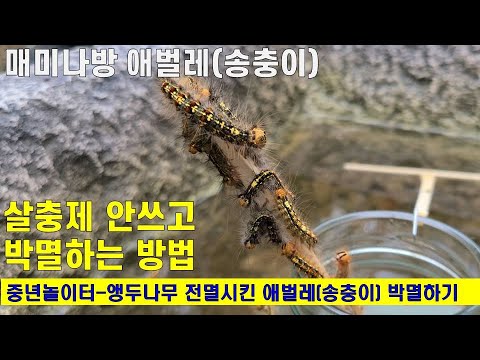 매미나방 애벌레(송충이) 살충제 대신 박멸하는 방법-How to save trees from Gypsy Moth Caterpillar with kitchen detergent