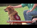 Bill would make it illegal to use fake service animal Bill would make it illegal to use fake service animal