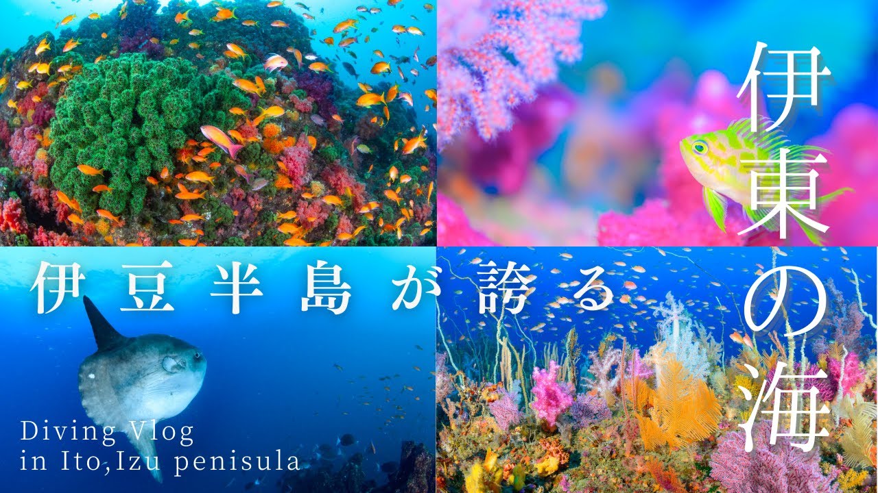 Dive Family Yellowが魅せる色彩豊かな伊東の海