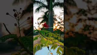 Download Lagu Tak dahi java | kinna chir cover by kaushik rai | extended version | New viral song | MP3